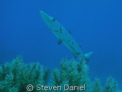 Barracuda on French Reef at Key Largo National Marine San... by Steven Daniel 